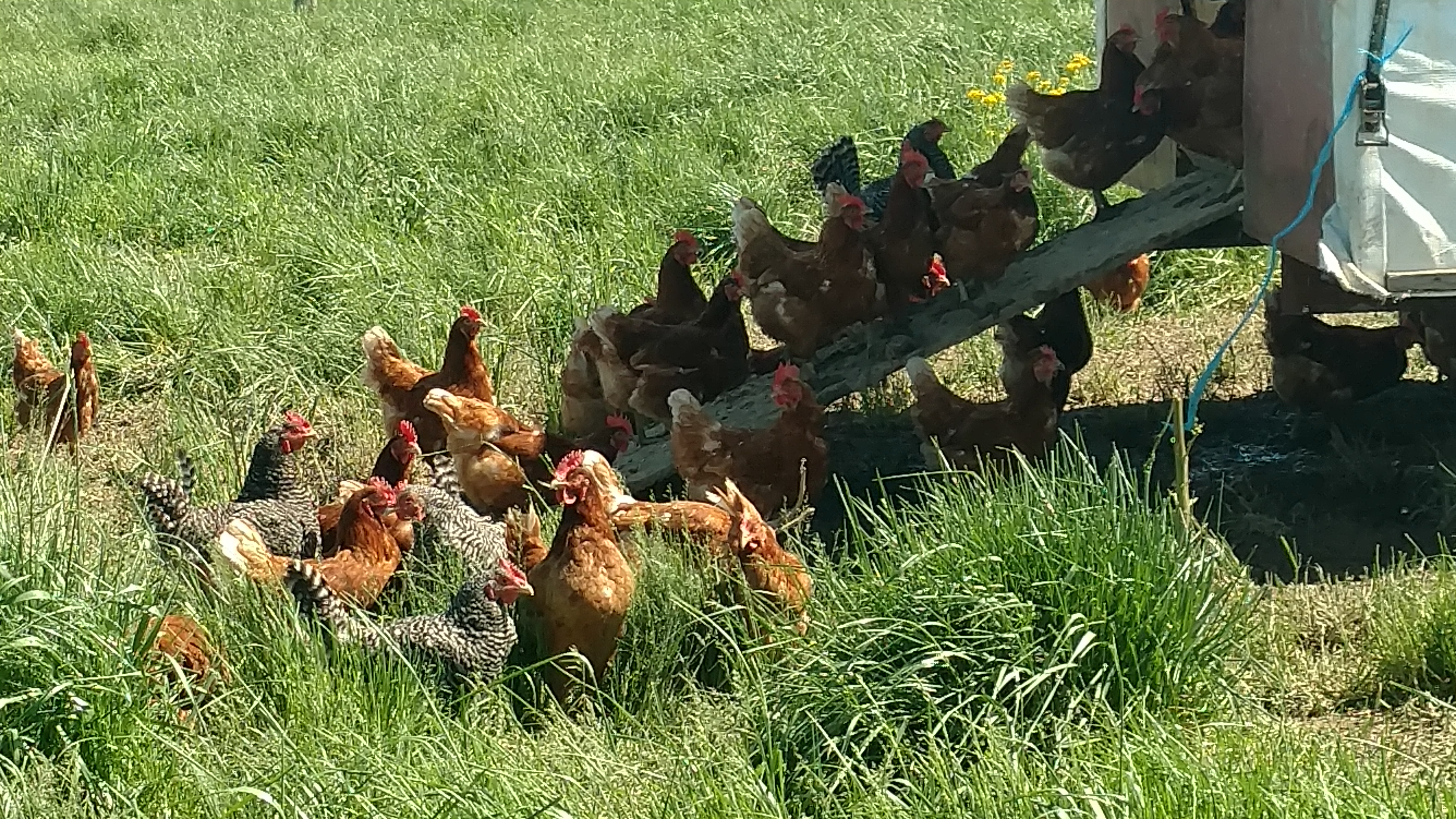 Chickens Around Coop
