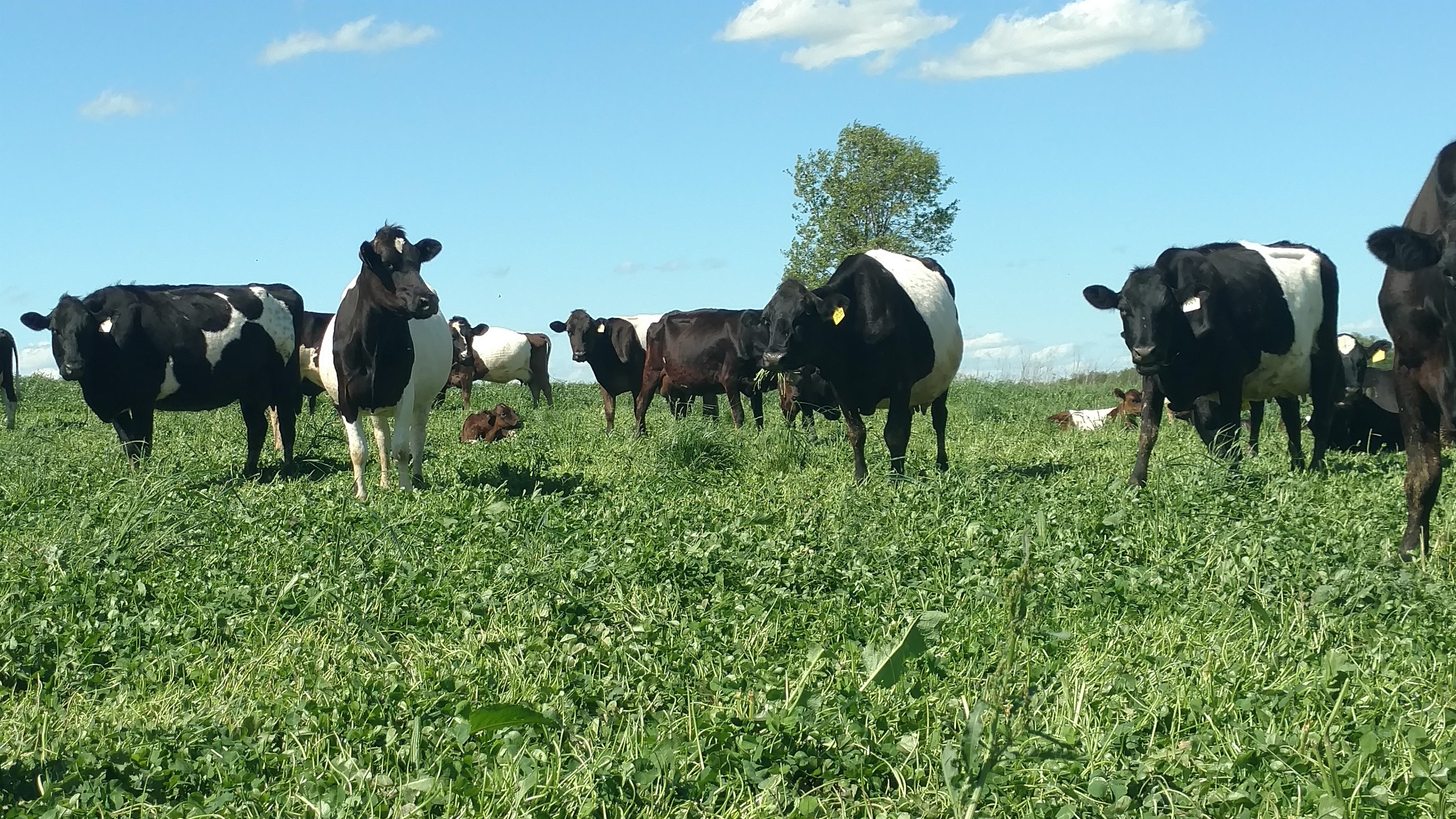 Grassfed Cows