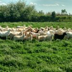 Grassfed Sheep
